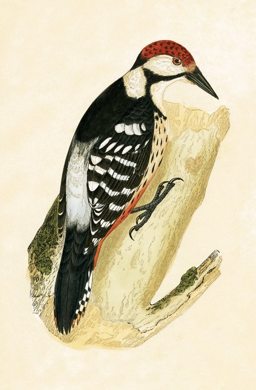 Picchio dal groppone bianco, illustrazione da 
