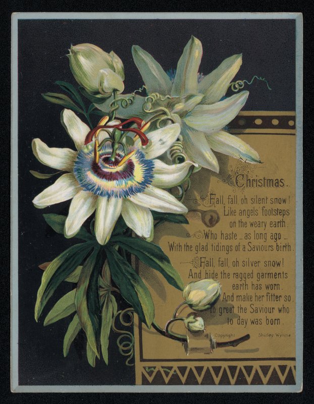 Fiore della passione bianco, biglietto di auguri di Natale da English School