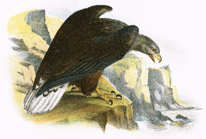 Aquila di mare dalla coda bianca da English School