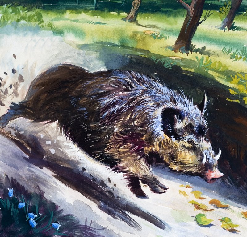 Cinghiale (guazzo su carta) da English School