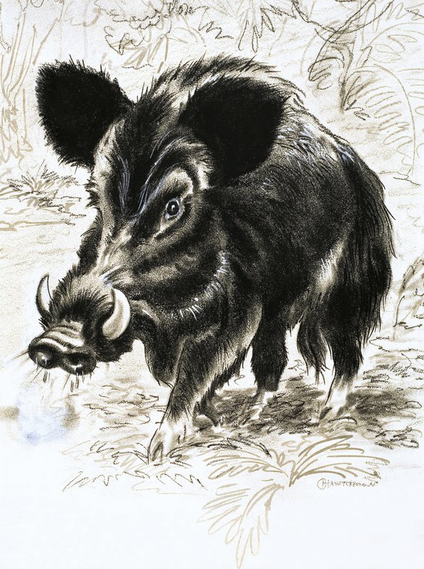 Cinghiale da English School