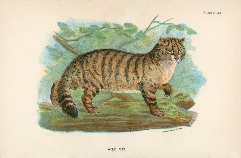 Gatto Selvatico da English School