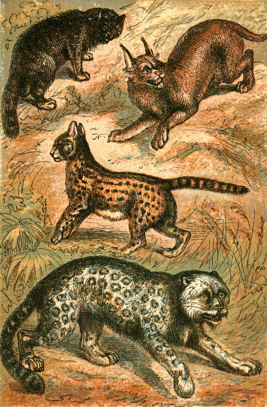 Gatto selvatico, serval, oncia e caracal da English School