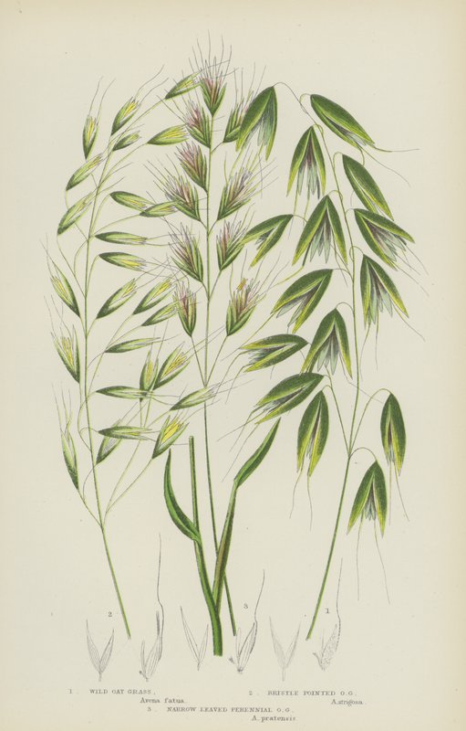 Erba Avena Selvatica, Erba Avena a Punte Setolose, Erba Avena Perennante a Foglie Strette da English School