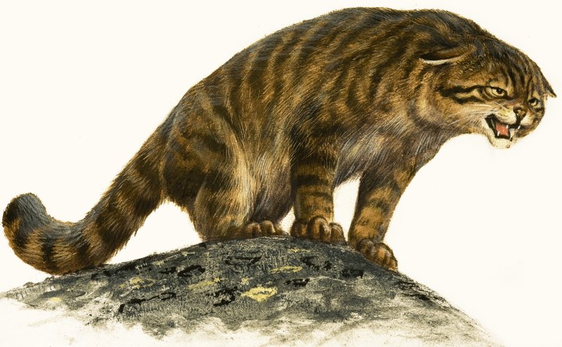 Gatto selvatico da English School