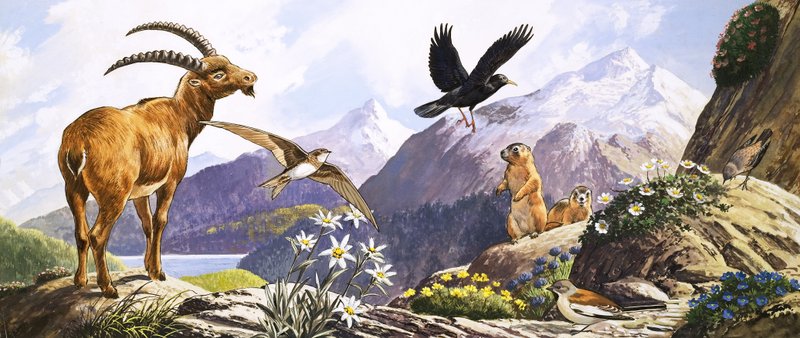 La fauna selvatica dell