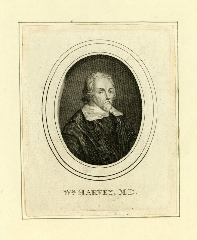 William Harvey da English School