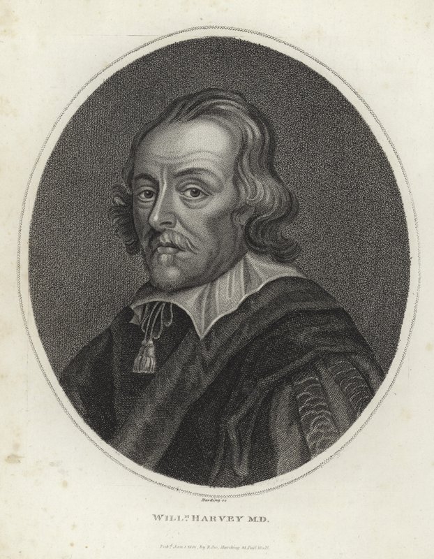 William Harvey da English School