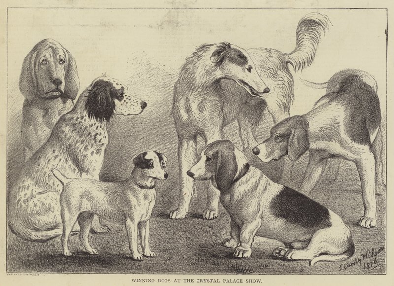 Cani vincitori alla mostra del Crystal Palace da English School