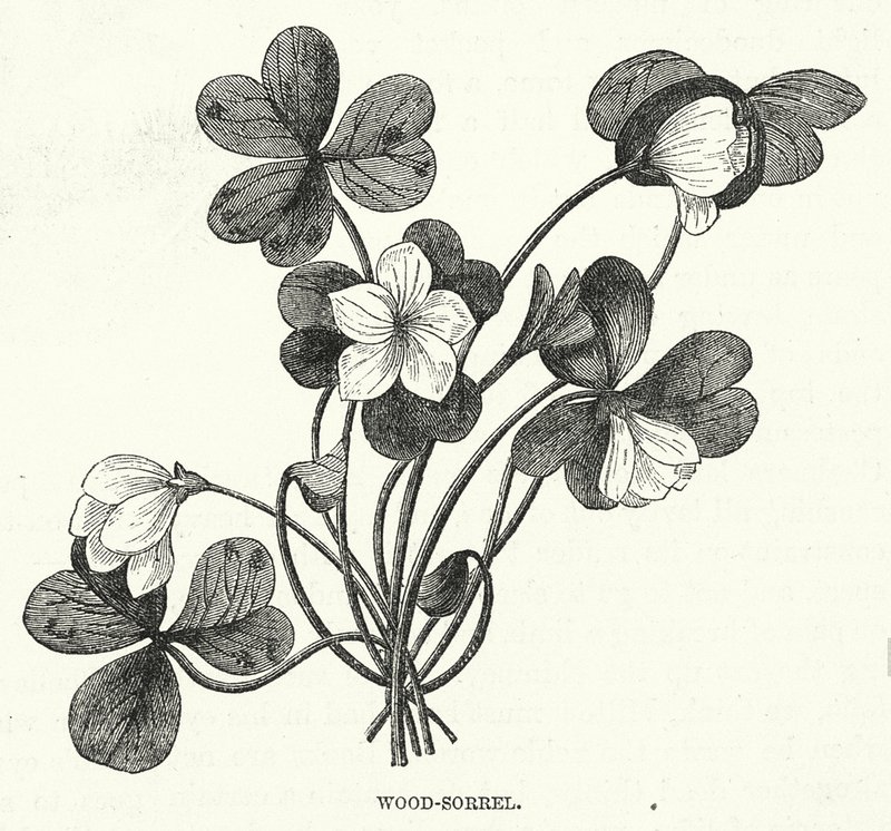 Acetosella (incisione) da English School