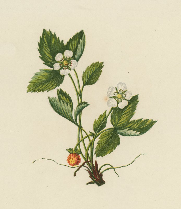 Fragola di bosco, Fragaria Vesca da English School