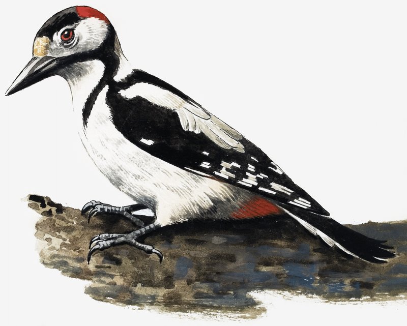 Picchio (Picchio villoso) da English School