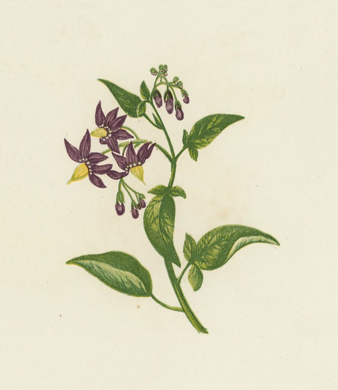 Solanum dulcamara da English School