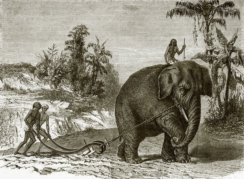 Elefante da lavoro a Ceylon da English School