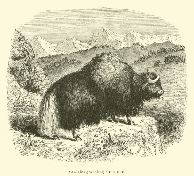 Yak (Bos grunniens) del Tibet da English School
