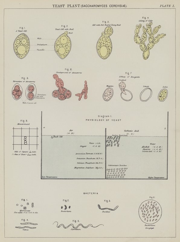 Pianta di lievito, Saccharomyces Cerevisiae da English School