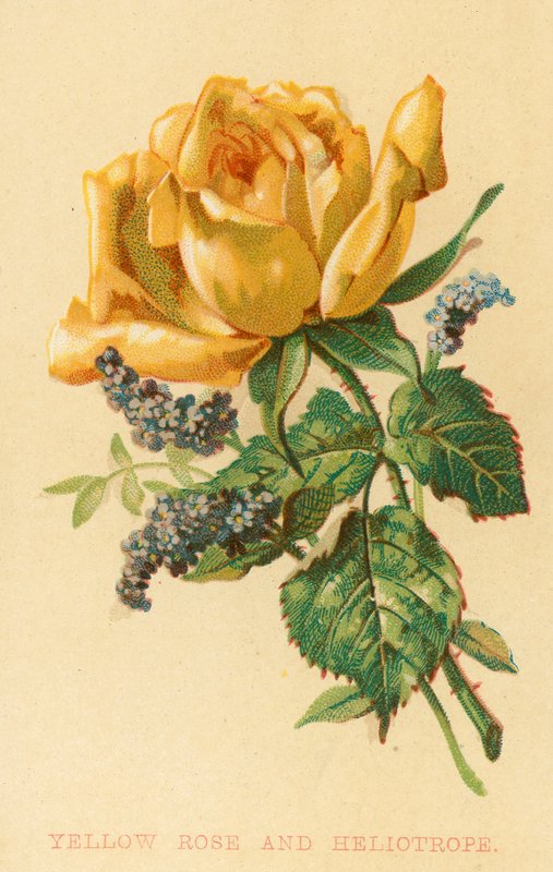 Rosa gialla e eliotropio da English School