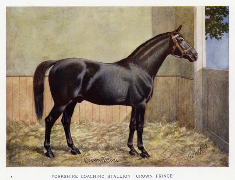 Stallone da carrozza dello Yorkshire "Crown Prince" da English School