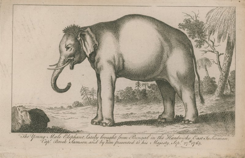 Giovane elefante maschio da English School
