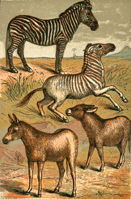 Zebra, asino selvatico, quagga e asino comune da English School
