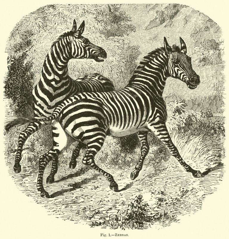 Zebre da English School