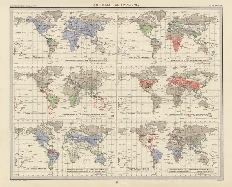 Zoogeografia: Anfibi, Anura, Urodela, Apoda (litografia a colori) da English School