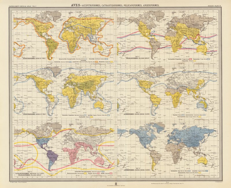 Zoogeografia: Uccelli, Accipitriformi, Cathartidiformi, Pelecaniformi, Anseriformi da English School