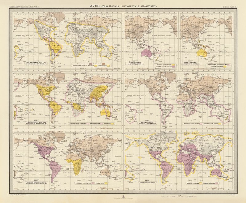 Zoogeografia: Aves, Coraciiformes, Psittaciformes, Strigiformes da English School
