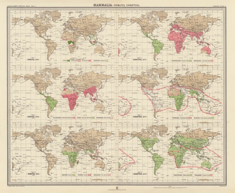 Zoogeografia: Mammiferi, Primati, Chirotteri da English School
