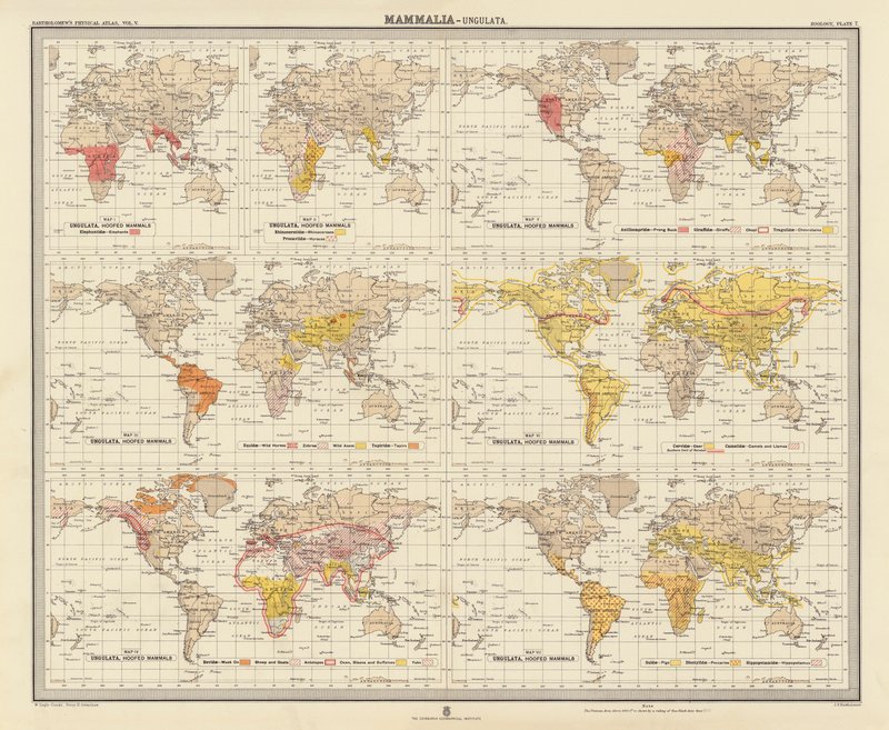 Zoogeografia: Mammalia, Ungulata da English School