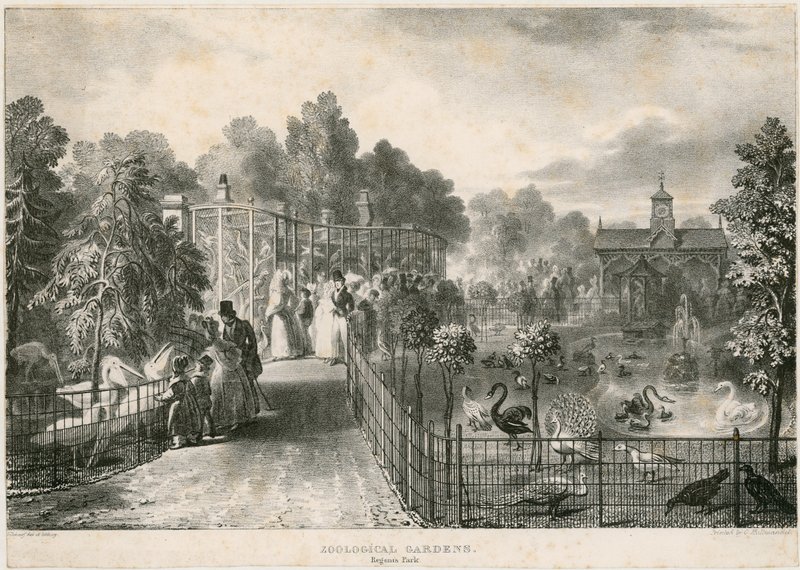 Giardini Zoologici, Regents Park da English School