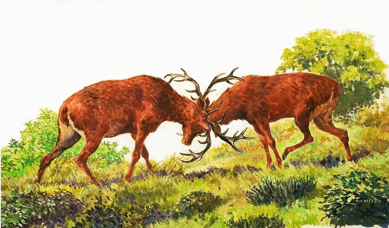 Cervo Rosso da Eric Tansley