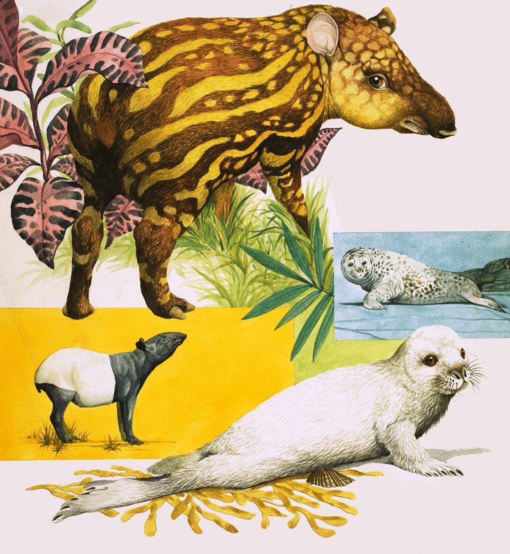 Il tapiro malese e la foca grigia atlantica da Eric Tansley