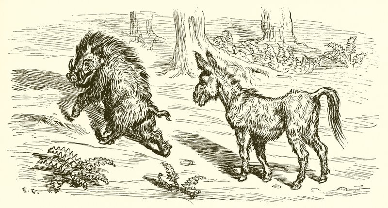 Il cinghiale e l