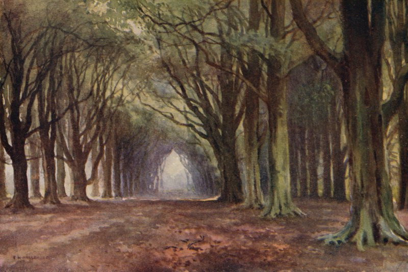 Il viale dei faggi, Thoresby (litografia a colori) da Ernest William Haslehust