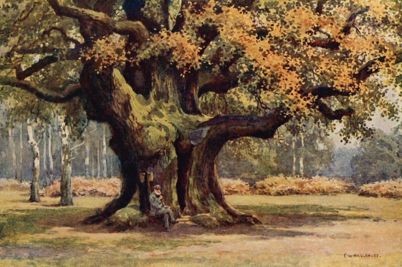 La grande quercia, Thoresby Park da Ernest William Haslehust