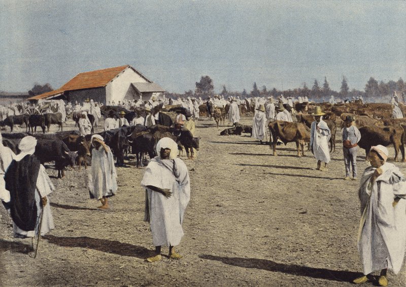 Fiera del Bestiame a Sidi-Bel-Abbes da European Photographer