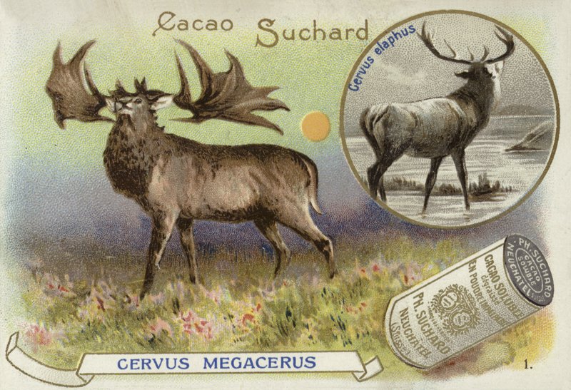 Megaloceros e cervo rosso da European School