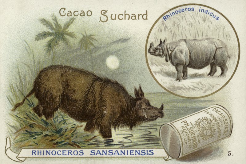 Rinoceronte Sansaniensis e rinoceronte indiano da European School