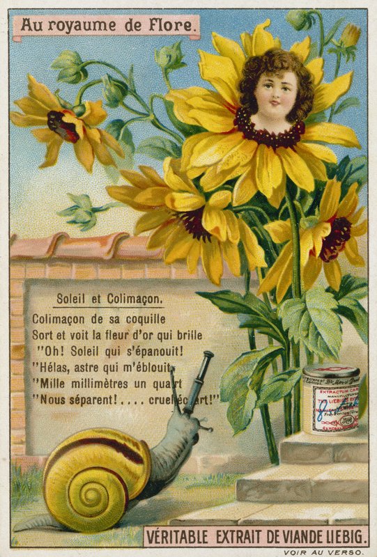 Girasole e lumaca da European School