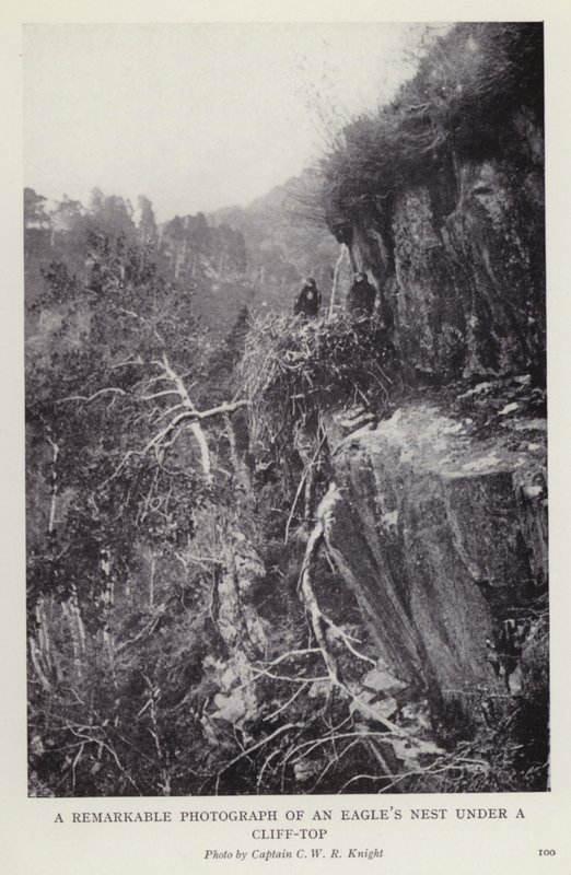 Una fotografia notevole di un nido d
