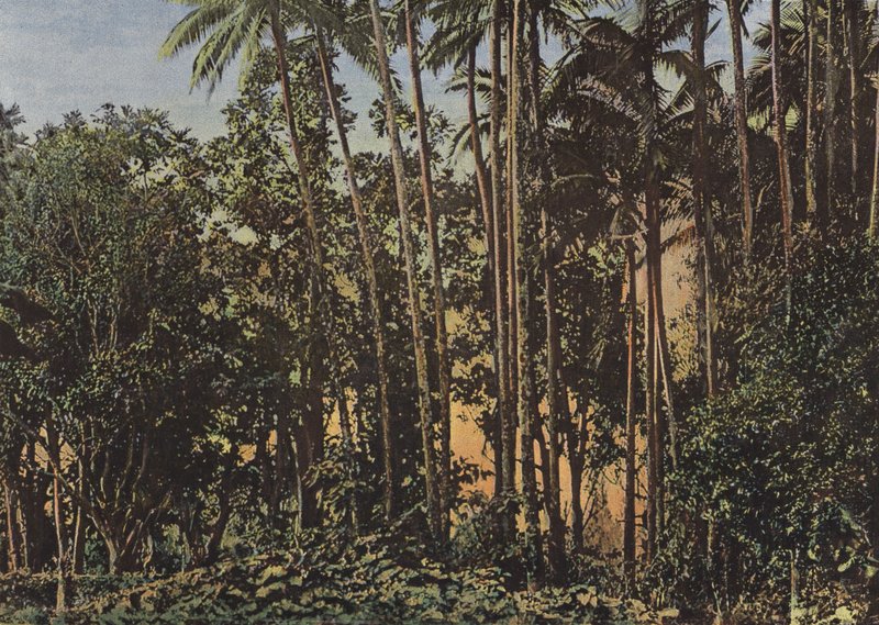 Foresta di cocotiers da European Photographer