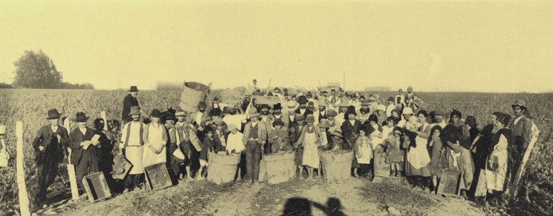 Vendemmia nei vigneti di Vina Lontue, Santiago, Cile da European Photographer