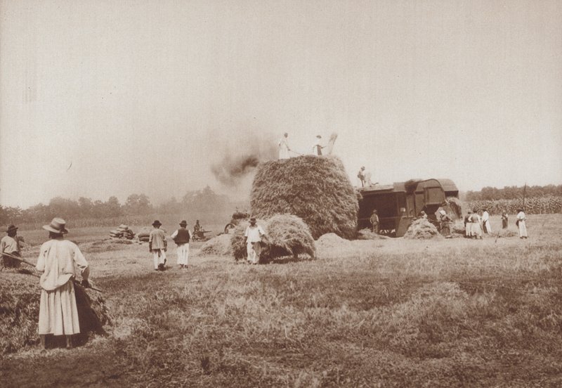 Trebbiare il grano sull