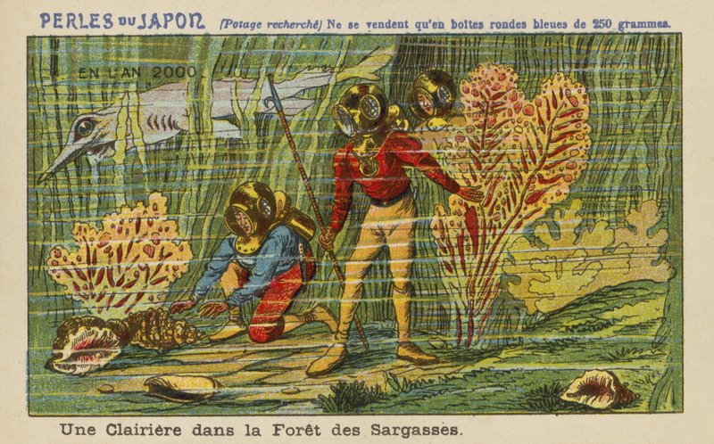 Una radura nella Foresta del Sargasso nell