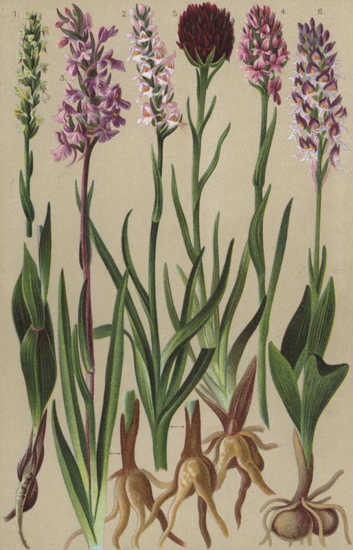 Flora alpina da European School