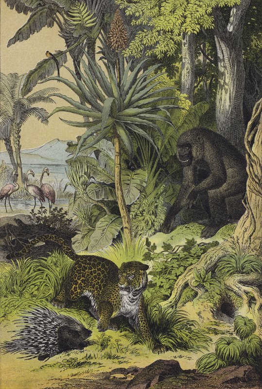 Animali e piante della Guinea Equatoriale da European School