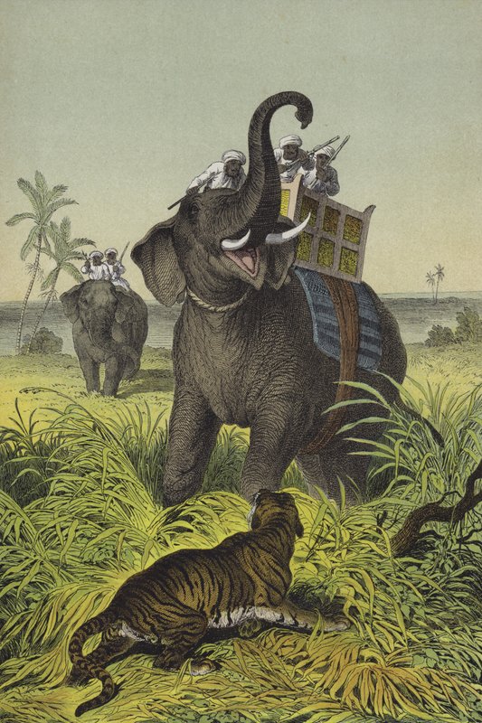 Animali e piante dell