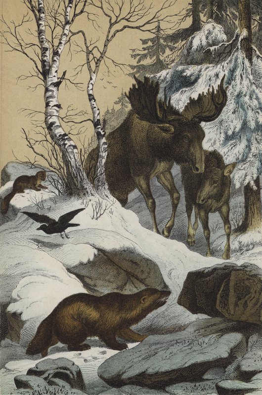 Animali e piante della Lapponia da European School