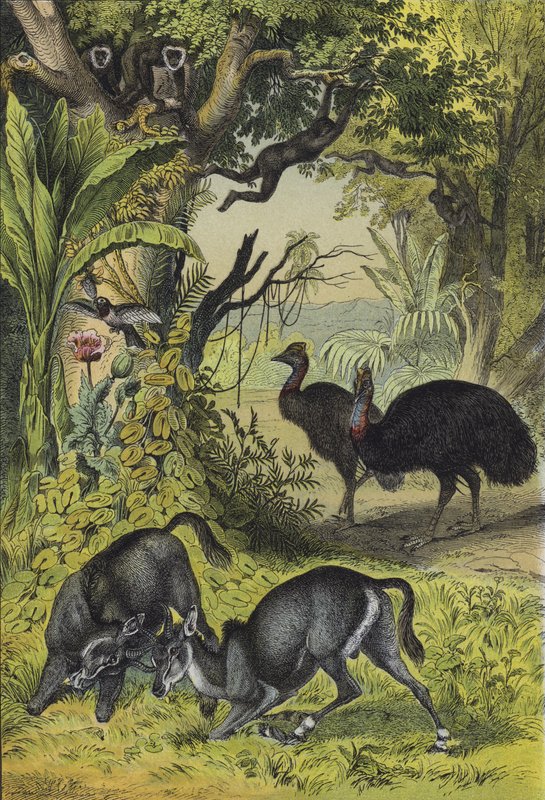 Animali e piante dell